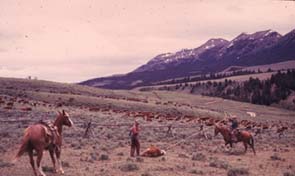 [image] A photo of ranchers roping a cow from their horses.
