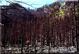 Figure 3:  Photo of a burned area with no residual fuel that could be an effective deployment site.