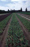 Photo of a field.