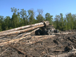 Photo of clam-bunk skidder with logs in jaws.
