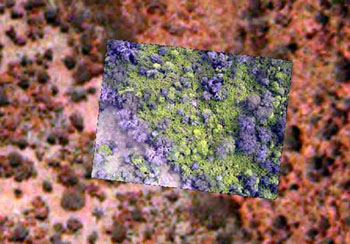 Bat image overlaid onto Emerge data.