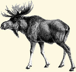 Photo of a moose.
