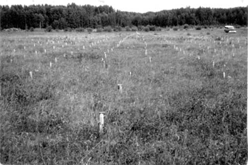 Figure 9Grigels test grid set up in an open field.  Photo courtesy of Joseph Grigel.