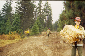 Photo of Forest Service personnel broadcasting fertilizer and straw on the obliterated road.