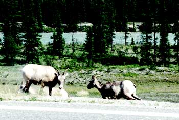 Photo of two mountain goats on the side of a highway.