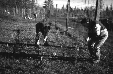 Photo of field station personnel planting seedlings