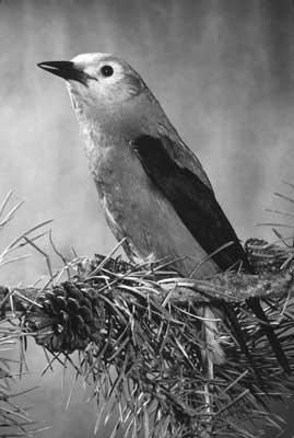 Photo of a Clark's nutcracker.