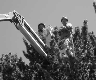 Photo of two crew members in a man basket lifted to the top of a whitebark pine tree.