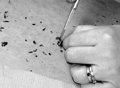 Photo of a person cutting whitebark pine seeds with a scalpel.