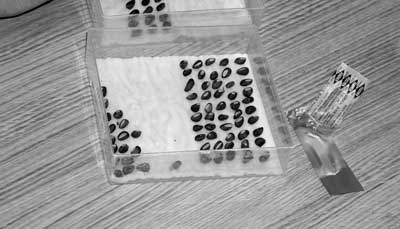 Photo of nicked whitebark pine seeds arranged in a germination box.