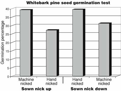 Graph of the results of the whitebark pine seed germination test. Machine nicked and hand nicked seeds sown nick up show 39 and 27 percent germination respectively. Machine nicked and hand nicked seeds sown nick down show 39 and 31 percent germination respectively.