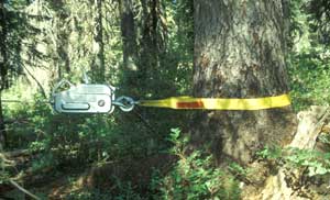 [photo] grip hoist secured around base of a tree
