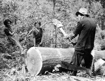 [photo] Appalachian family wedging into a chestnut log