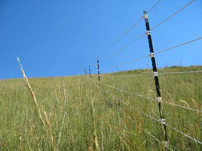 Photo of a  6-foot-tall polyrope electric fence that has metal T-post supports every 20 feet. 