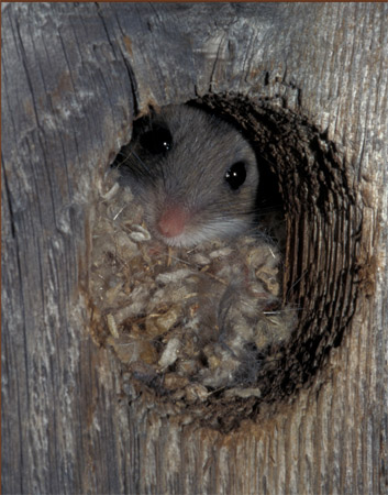 Photo of a mouse in a nest.