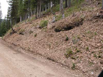 [photo] Side slope after mulching