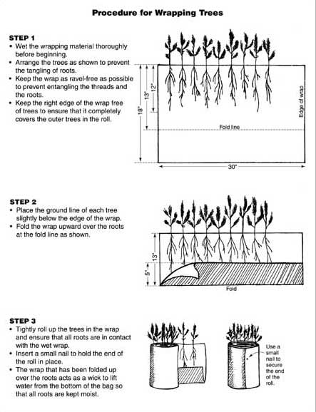 Illustration showing the procedure for wrapping tree seedlings.  The first step consists of wetting the wrapping thoroughly before beginning.  Then, the trees are arranged to prevent the roots from tangling.  The wrap must be kept as ravel-free as possible to prevent entanglement.  Finally, the right edge of the wrap must be kept free from trees to ensure that it completely covers the outer trees in the roll.  The illustration shows that the wrap is 30 inches long by 18 inches wide.  The foldline is at 13 inches wide, and the tree roots rest just above the foldline at 12 inches.  Step 2: Place the groundling of each tree slightly below the edge of the wrap.  Fold the wrap up over the roots at the foldline.  Step 3:  Tightly roll the trees in the wrap, ensuring that all the roots contact the wet wrap.  Use a small nail to hold the end of the roll in place or tie the bundle with flagging or twine.  Finally, The wrap that has been folded up over the roots wicks water from the bottom of the bag to keep the roots moist.  It is noted that field evaluators from the Northern Rockies Region prefer to use 19 ½ -inch-wide material, to allow for more burlap to be folded back over the roots.