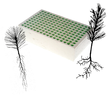 [image] Styrofoam container block, Fir seedling, and Ponderosa Pine seedling.