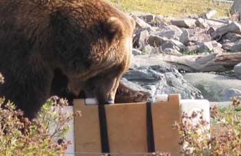 Photo of a grizzly bear attempting to bite through a large plastic container.