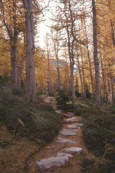 Photo of large flat rocks placed in the middle of a forest trail.