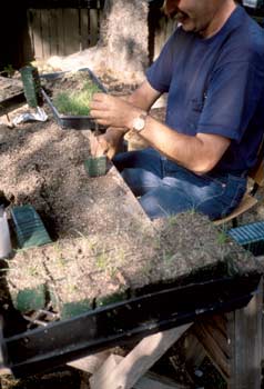 Photo of a worker transferring seedlings from a flat to small planting pots.
