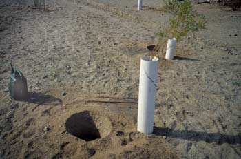 Photo of a young tree in a PVC pipe container next to a planting hole.