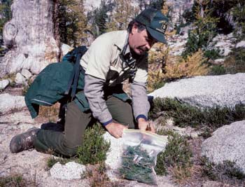 Photo of a worker collecting cuttings from alpine shrubbery.