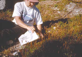 Photo of a worker collecting seed from partridgefoot plants.
