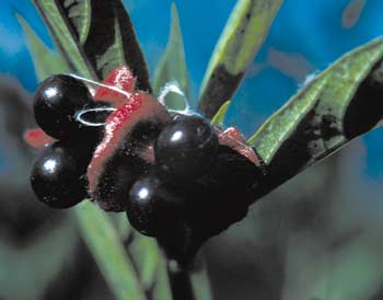 Photo of the berries of a black twinberry plant.