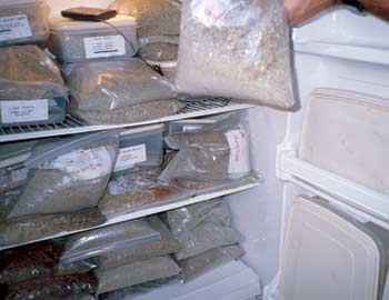 Photo of bags of seed being stored in a freezer.