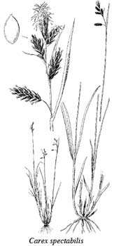 Drawing of a showy sedge plant, including its seed, stalks, and root.