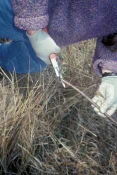 Photo of a worker cutting stems with pruning clippers.