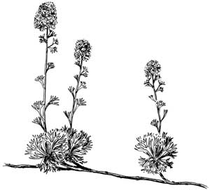 Drawing of a partridgefoot plant.