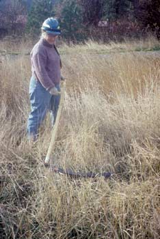 Photo of a worker using a scythe to cut hay.