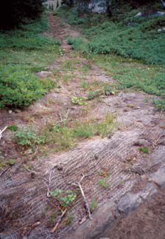 Photo of plant vegetation growing through a coconut fiber erosion-control blanket.