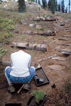 Photo of a worker looking over a restoration site with checkdams and a rock step trail. 