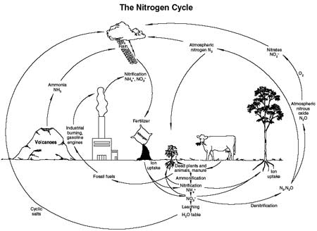 Drawing illustrating the nitrogen cycle.
