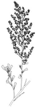 Drawing of a big sage limb.