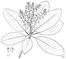 Drawing of the flower of an Arbutus plant.