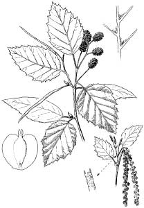 Drawing of a twig from an alder plant, along with its buds and seeds.