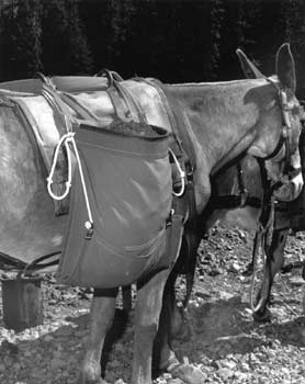 Photo of a set of fabric bags (panniers) draped over the back of a mule.