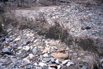 Photo of a row of dense woody vegetation planted across a rocky gully.