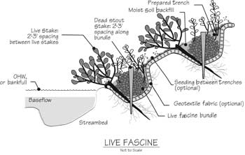 Drawing illustrating the installation of live fascines along a stream bank.