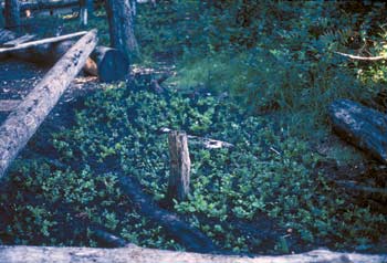 Photo of a small stump poking upward at a restoration site.