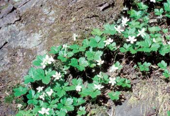 Photo of a five-leaved bramble plant.