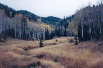 Photo of an aspen stand surrounding a mountain meadow.