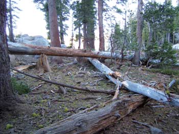 Photo of fallen logs over a restoration site after a blasting.