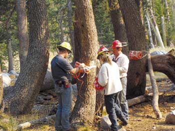 Photo of workers strapping an explosive to a tree.