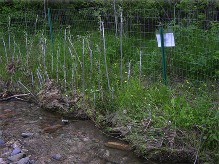 Image of a creek where cuttings were planted to stabilize an eroding creek bank.