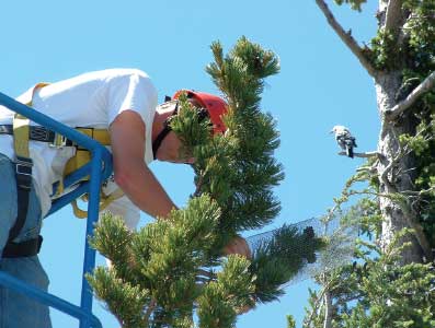 Photo of a man, up a tree, installing a wire mesh cage over  whitebark pine cones as a Clark’s Nutcracker bird watches. 